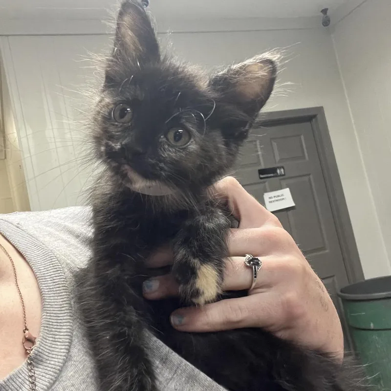A baby small-sized female Calico Domestic Medium Hair cat named Rowan for adoption in Clanton, AL