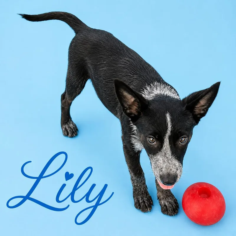 A baby small-sized female Black Australian Cattle Dog / Blue Heeler dog named Lily for adoption in South Elgin, IL
