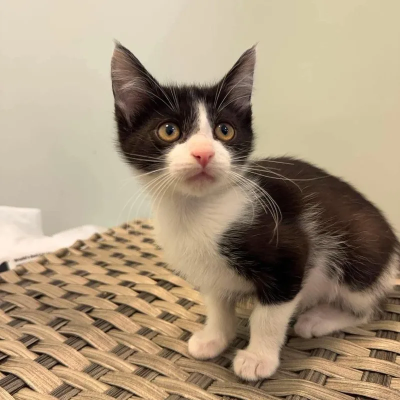 A baby small-sized male Black Domestic Short Hair cat named Thistle for adoption in Plainfield, IL