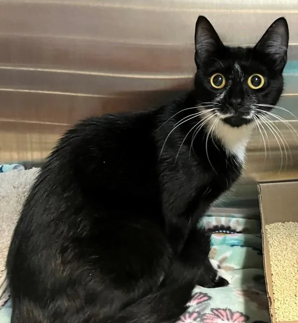 A young medium-sized female Domestic Short Hair cat named Sable for adoption in Staten Island, NY