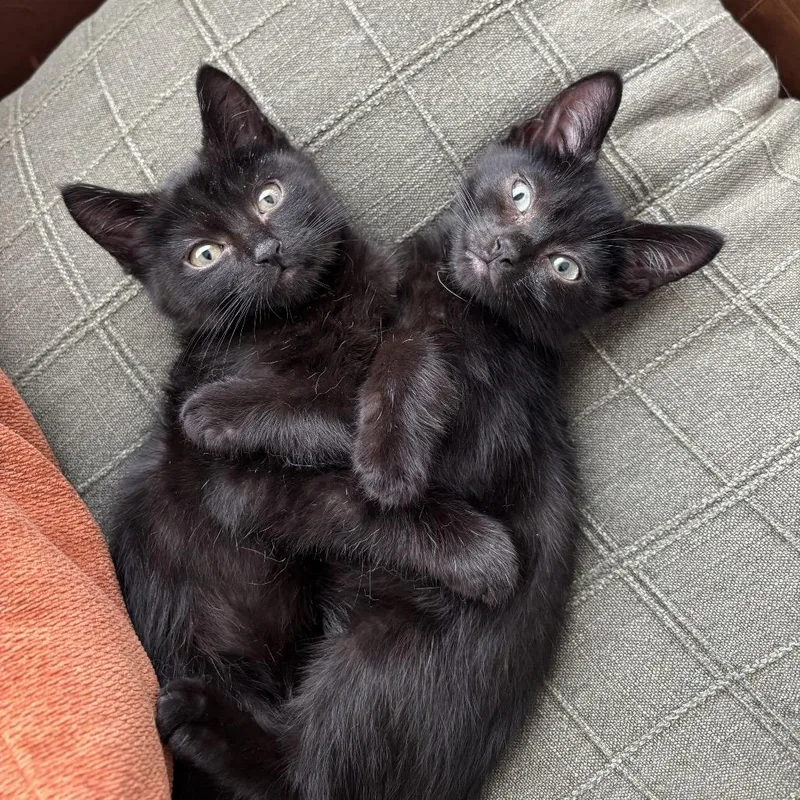A baby small-sized male Black Domestic Short Hair cat named Vincent for adoption in Tustin, CA