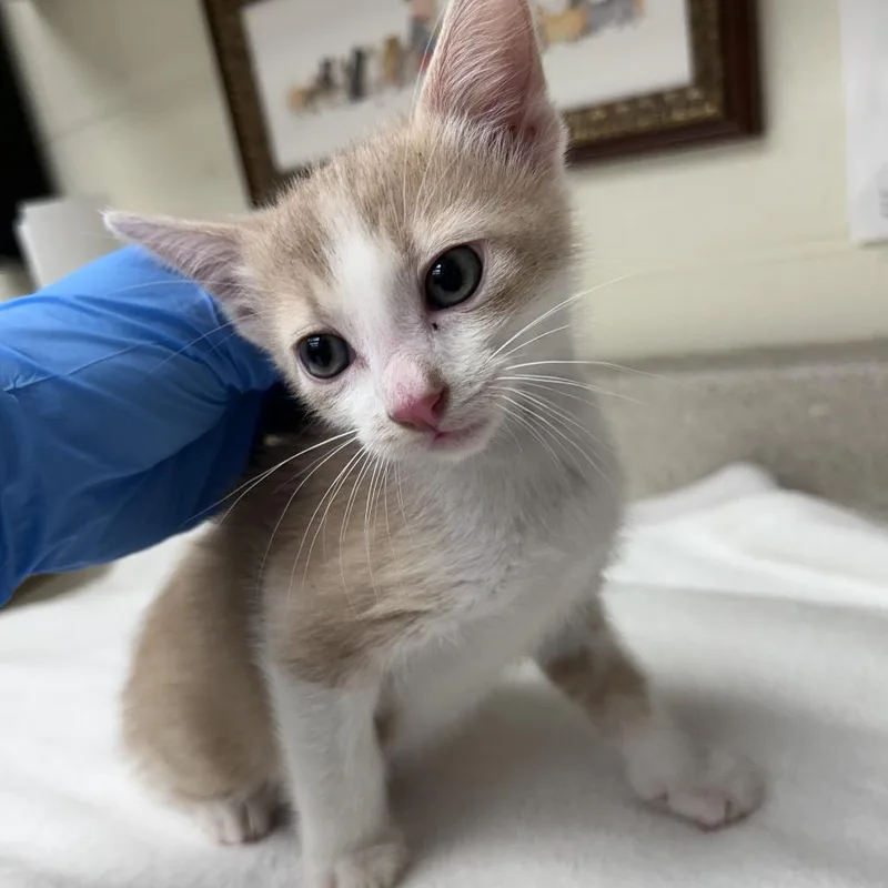 A baby small-sized male Orange / Red Domestic Short Hair cat named Sir MeowsaLot for adoption in Bastrop, TX