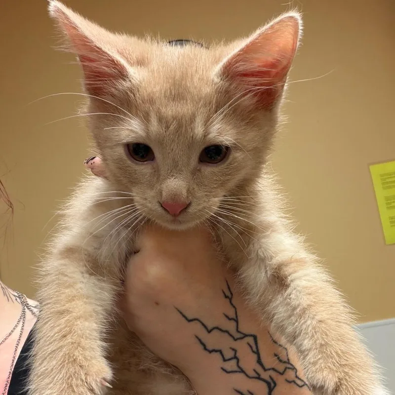A baby small-sized male Orange / Red Domestic Short Hair cat named FWT Frito for adoption in Midland, TX