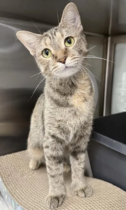 An adult small-sized female Domestic Short Hair cat named Libby for adoption in Venice, FL