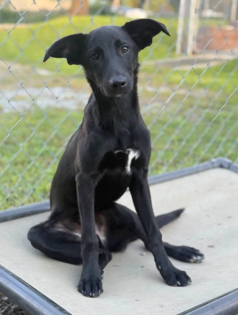 A young medium-sized male Labrador Retriever dog named Echo for adoption in New Stanton, PA
