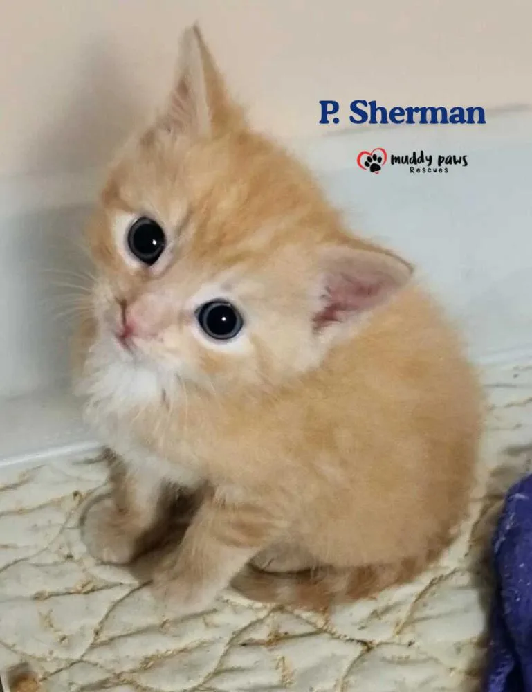 A baby small-sized male Domestic Short Hair cat named Nemo Litter: P. for adoption in Council Bluffs, IA