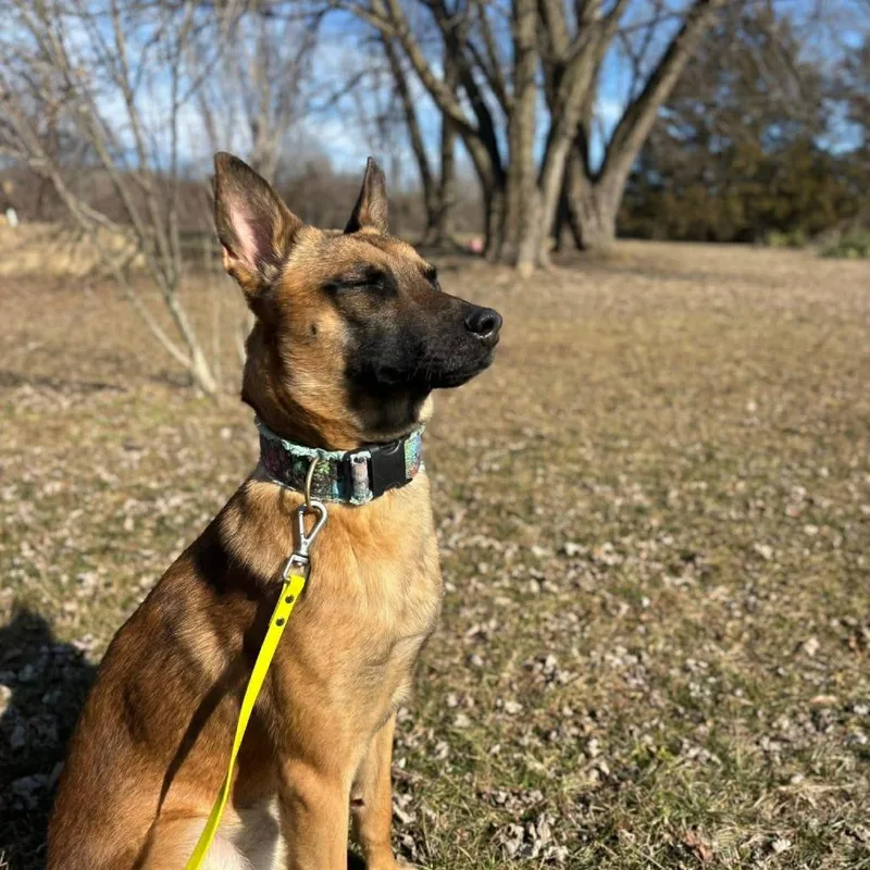 Blaze
