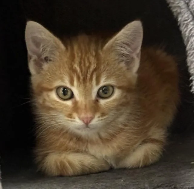 A baby small-sized female Domestic Short Hair cat named Ginger for adoption in South Lake Tahoe, CA