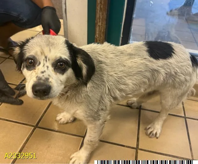 A young medium-sized male Mixed Breed dog named Caldwell for adoption in West Palm Beach, FL