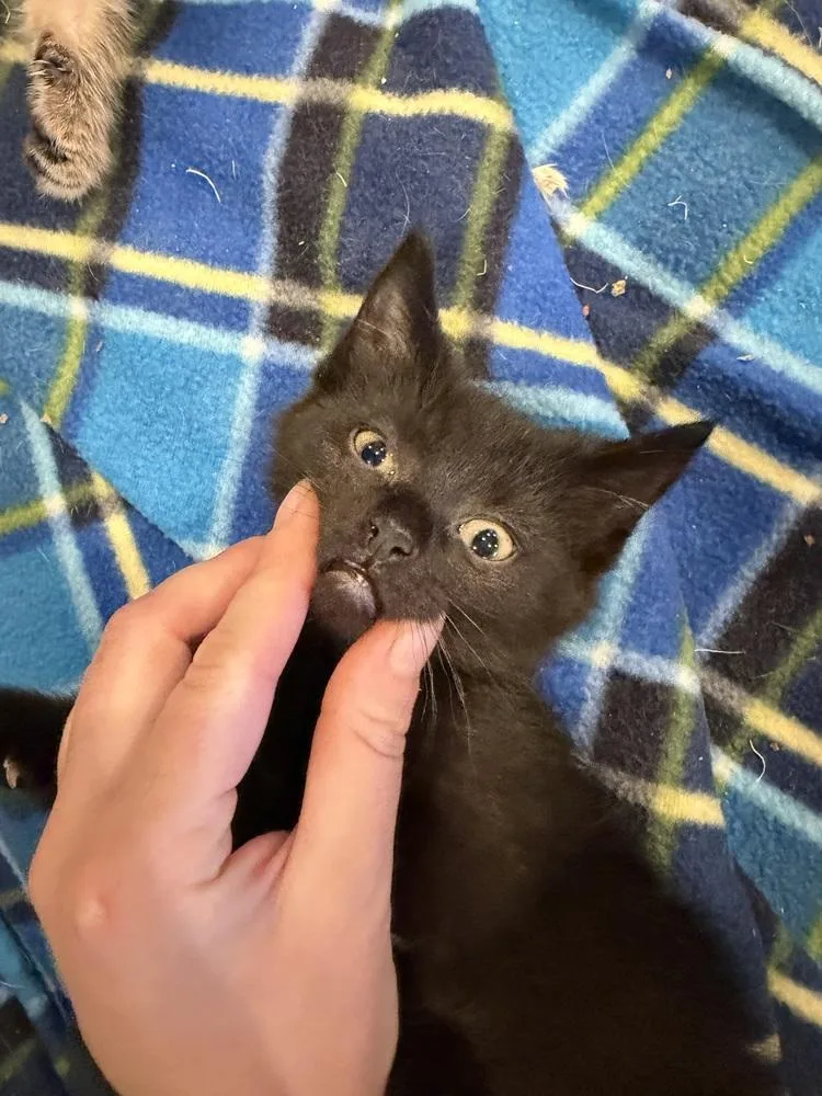 A baby small-sized female Black Domestic Short Hair cat named Charlotte for adoption in Plymouth, MI