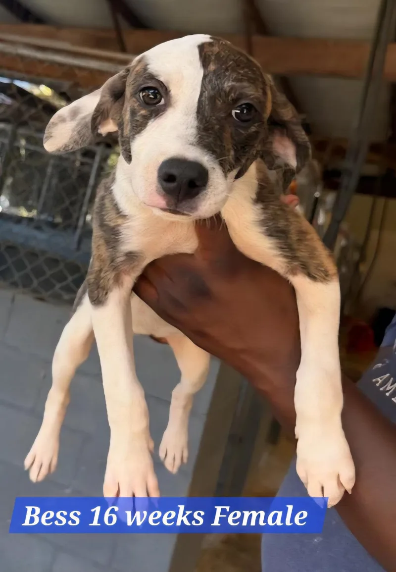 A baby medium-sized female Mixed Breed dog named Bess for adoption in Shrewsbury, MA