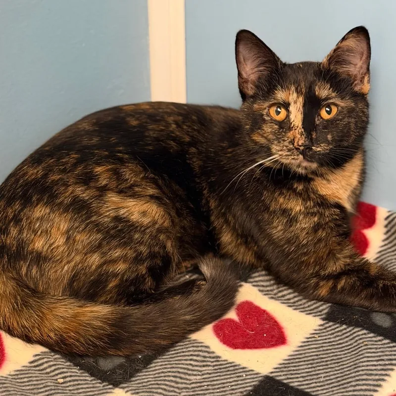 A young medium-sized female Tortoiseshell Domestic Short Hair cat named Tracy for adoption in Brownsboro, AL
