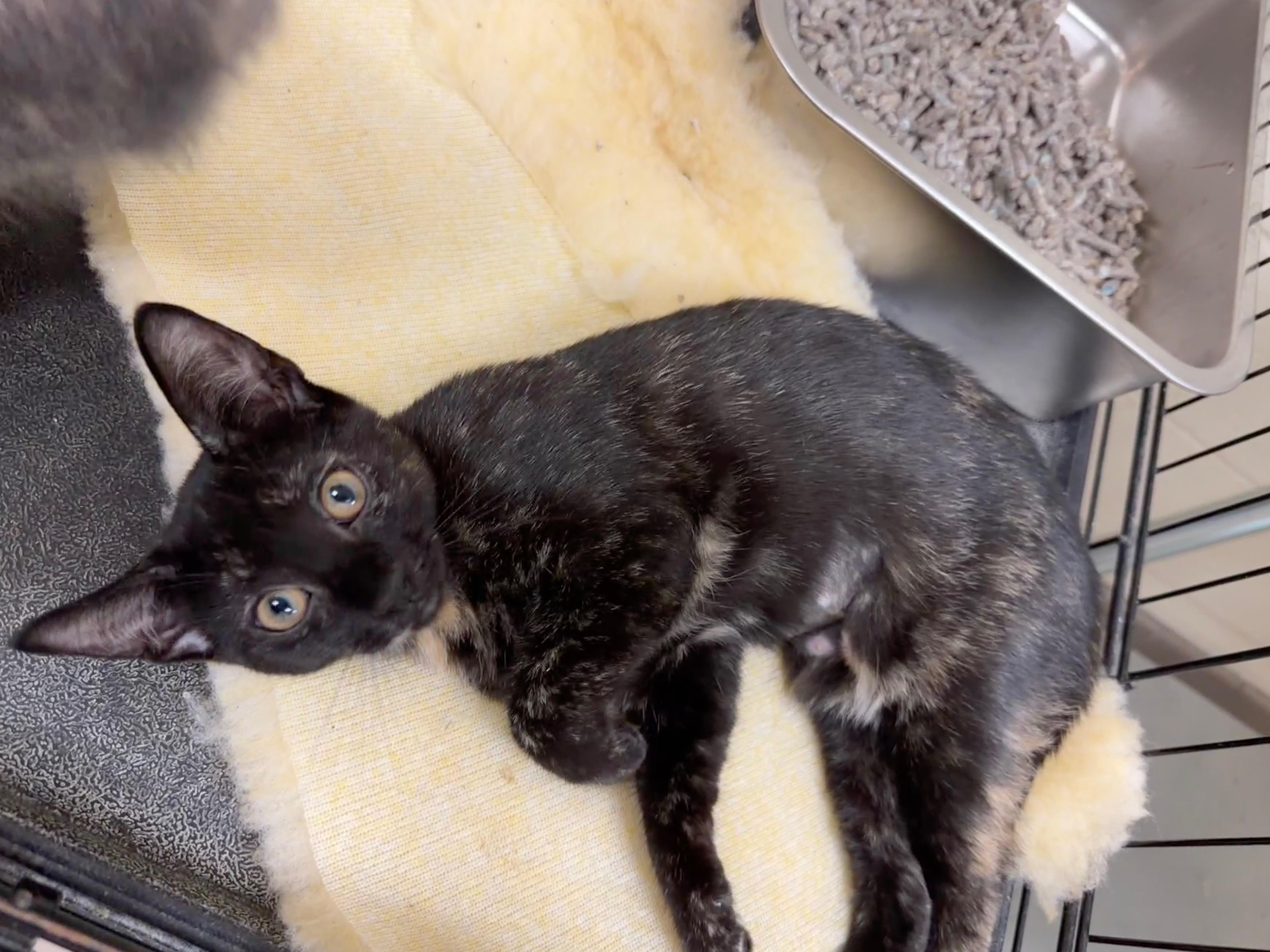 A baby medium-sized female Tortoiseshell Domestic Short Hair cat named Bluebell for adoption in Wantagh, NY