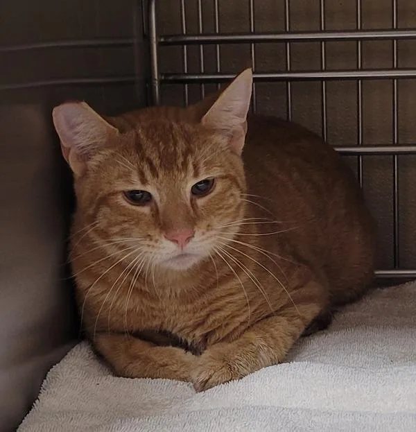 An adult medium-sized male Domestic Short Hair cat named Alfonso for adoption in Vancouver, WA