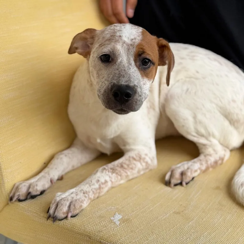 A baby small-sized female White / Cream Pit Bull Terrier dog named Tater Tot for adoption in Fort Smith, AR