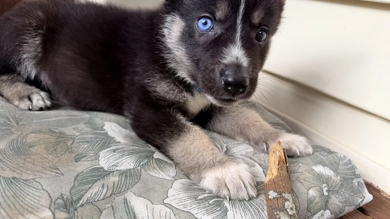 Baloo