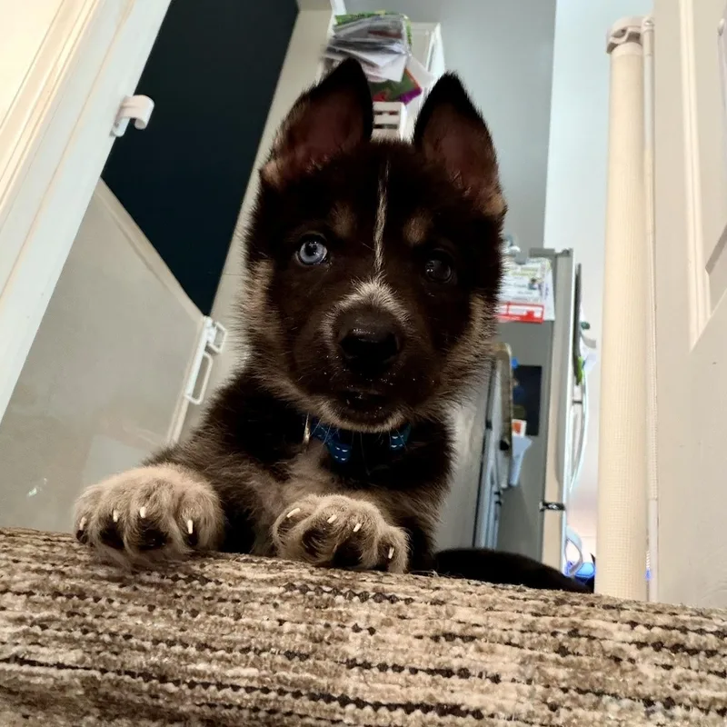 Baloo thumbnail 3