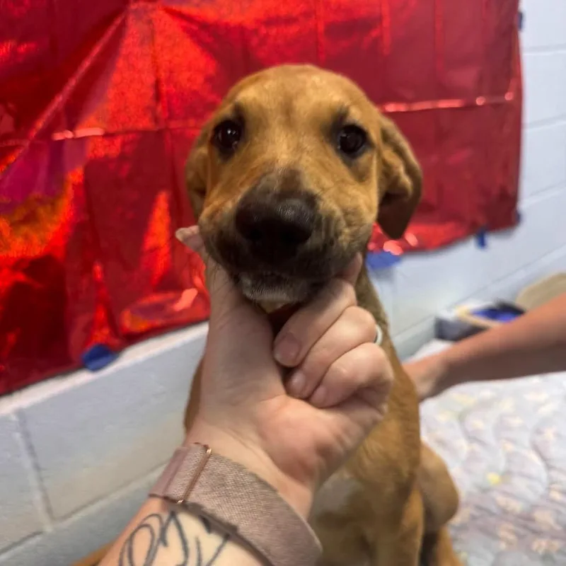 A baby small-sized female Shepherd dog named Macchiato for adoption in Amarillo, TX