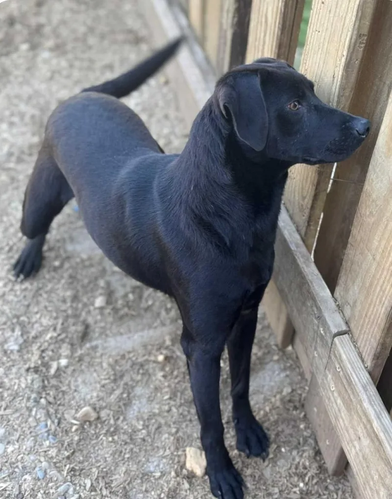 A young medium-sized male Labrador Retriever dog named Black Sox Morgan for adoption in El Dorado, AR