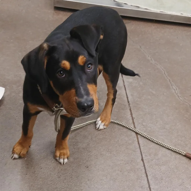 A baby medium-sized male Black Rottweiler dog named Prince for adoption in Chattanooga, TN