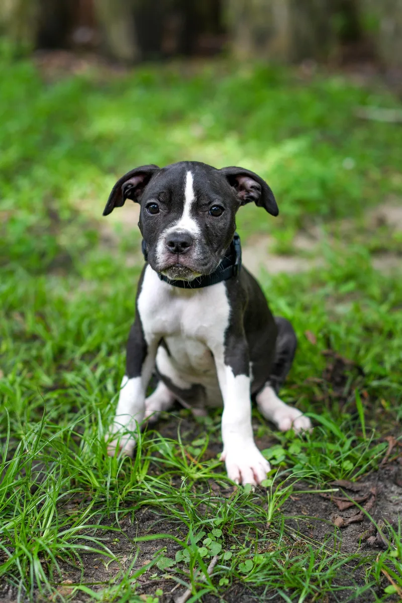 A baby medium-sized female Black Mixed Breed dog named Dewberry for adoption in BONIFAY, FL