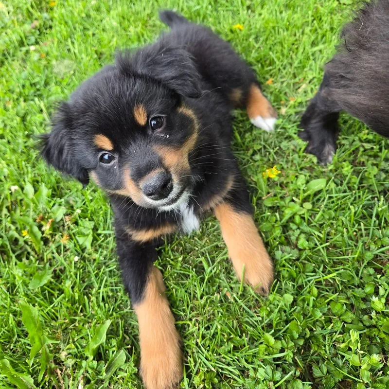 Finley