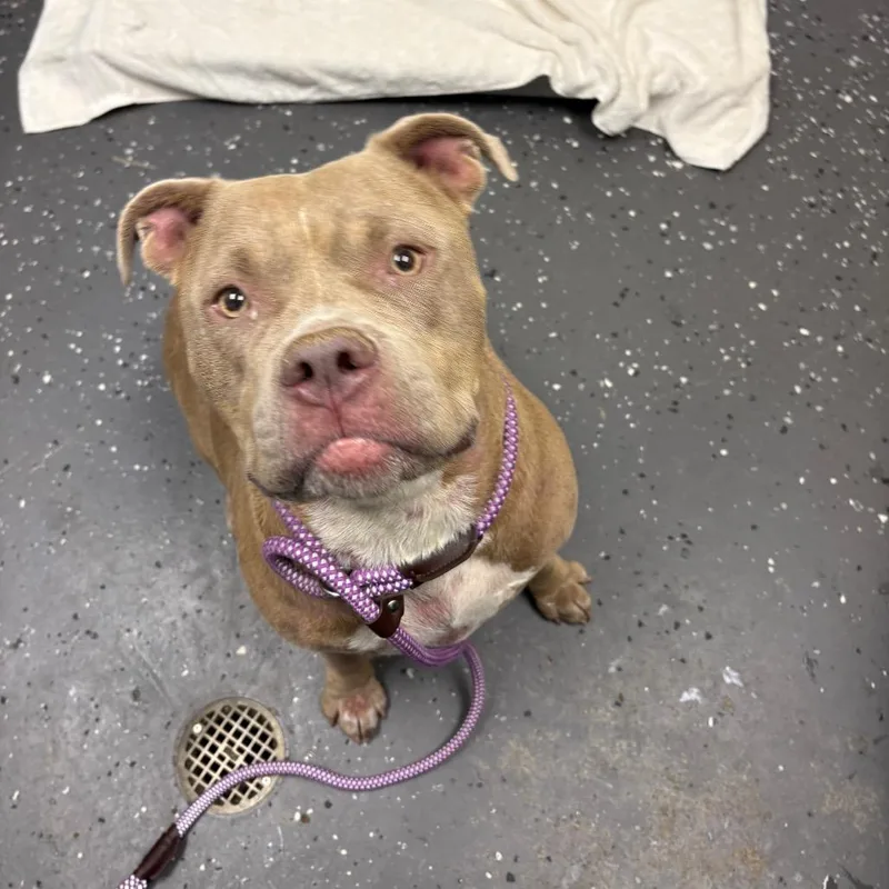 An adult large-sized female Yellow / Tan / Blond / Fawn Mixed Breed dog named Peanut Butter for adoption in Columbiana, AL