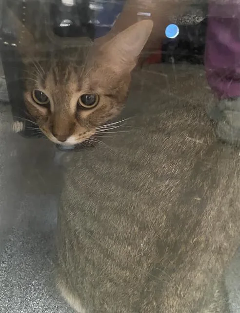 A young medium-sized male Domestic Short Hair cat named Pochi for adoption in Dallas, TX