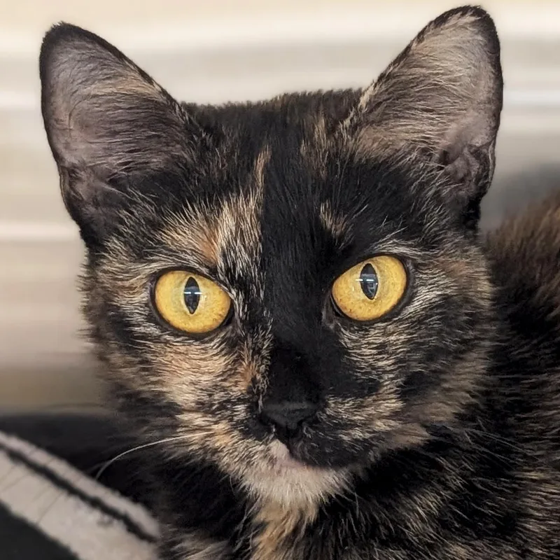 An adult medium-sized female Tortoiseshell Domestic Short Hair cat named Galaga Reduced Fee for adoption in Jefferson, WI
