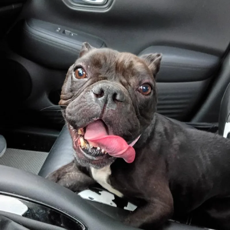 An adult medium-sized female Black Mixed Breed dog named Carly for adoption in Webster, TX