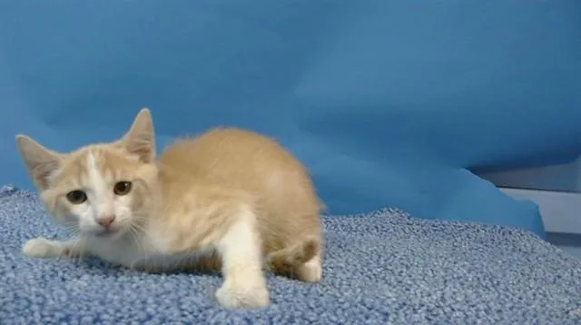 A baby medium-sized male Domestic Short Hair cat named Vinny for adoption in Gardena, CA