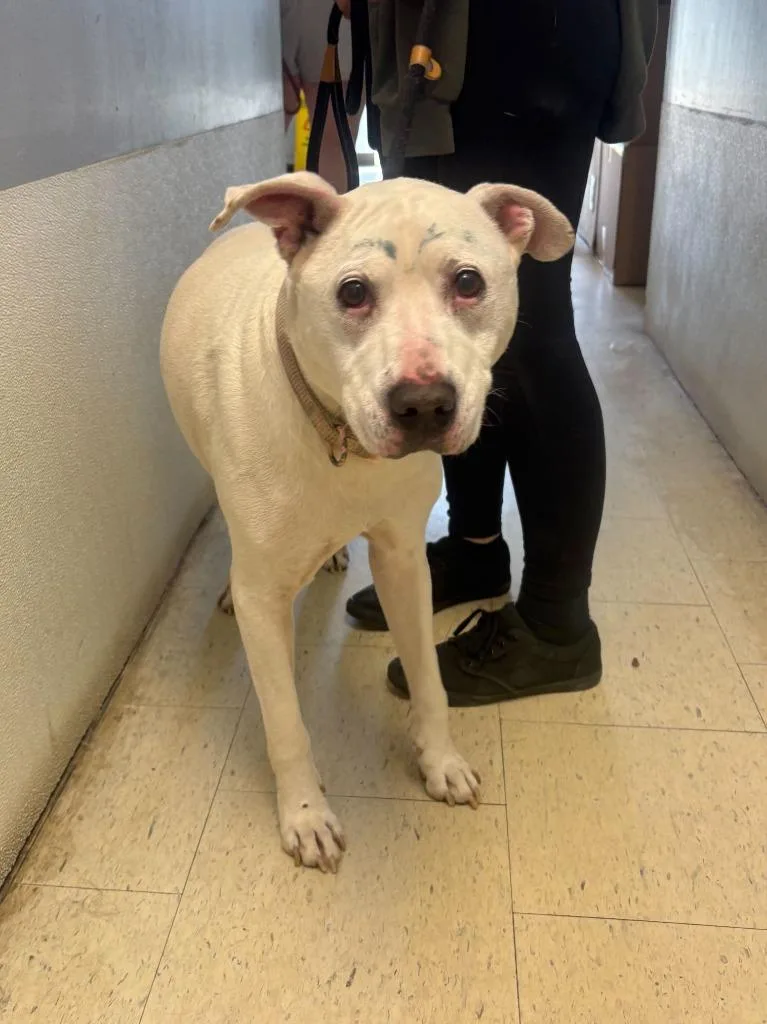 A senior large-sized male Pit Bull Terrier dog named Geezer for adoption in Chillicothe, OH