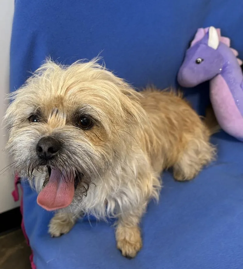 A young small-sized male Brussels Griffon dog named Tango for adoption in Cedartown, GA