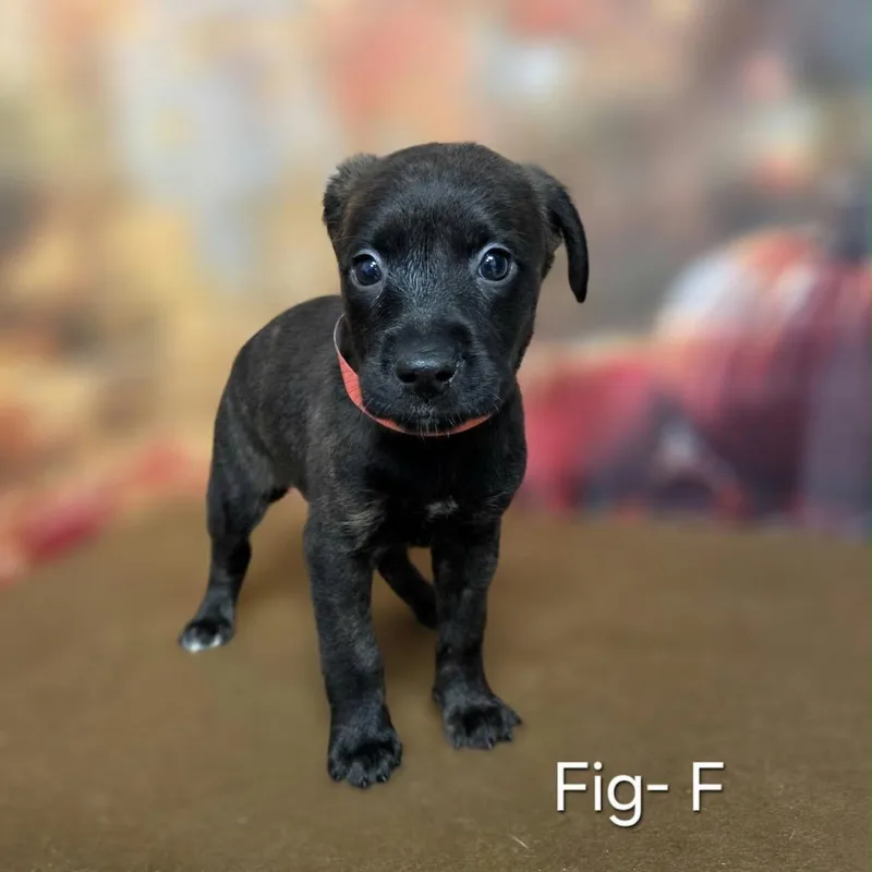 A baby medium-sized female Retriever dog named Fig for adoption in Griswold, CT