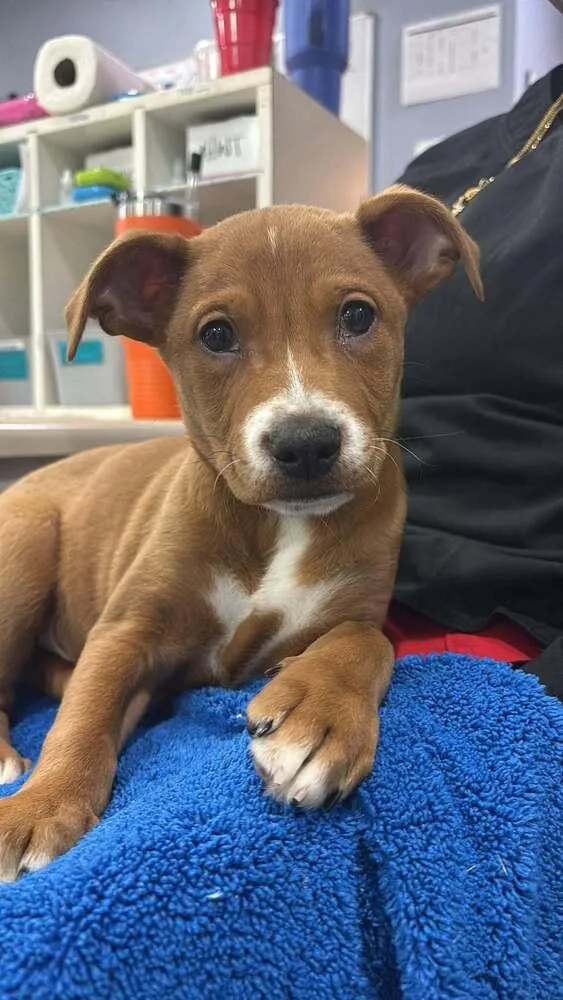 A baby medium-sized male Labrador Retriever dog named Donner for adoption in Statesboro, GA