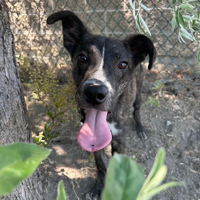 A baby small-sized male Brindle Mixed Breed dog named Sparky for adoption in Lindon, UT