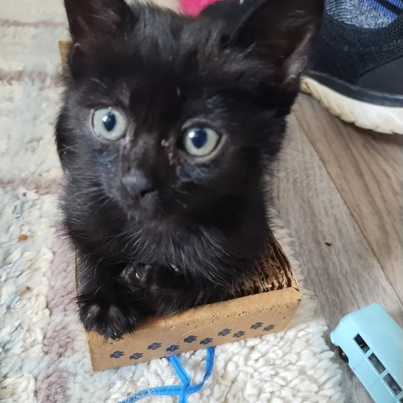 A baby small-sized female Black Domestic Short Hair cat named Smudge for adoption in Tacoma, WA