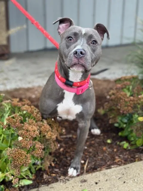 A young medium-sized female Pit Bull Terrier dog named Delphi for adoption in Benton Harbor, MI