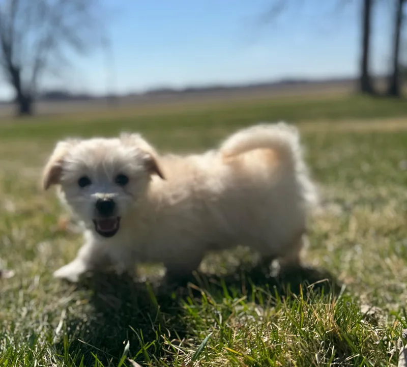 A baby small-sized male White / Cream Mixed Breed dog named Tipper for adoption in Faribault, MN