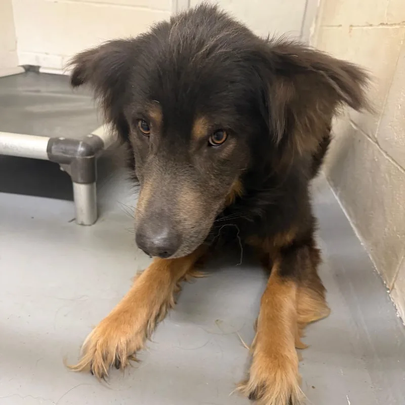 An adult small-sized male Black German Shepherd Dog dog named Captain Crunchwrap for adoption in Morganton, NC