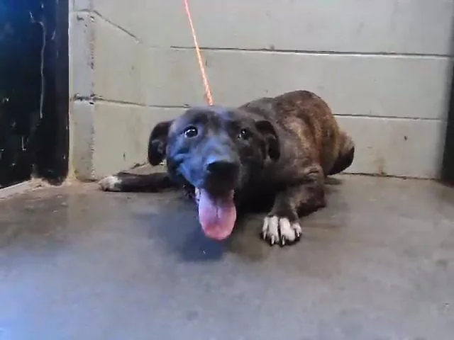 A young large-sized female Pit Bull Terrier dog named Wiggles for adoption in Tulsa, OK