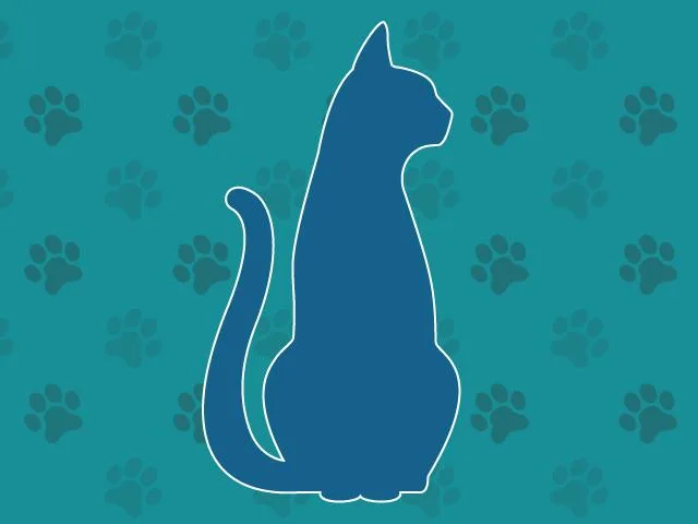 A baby small-sized male Domestic Short Hair cat named A for adoption in Naples, FL
