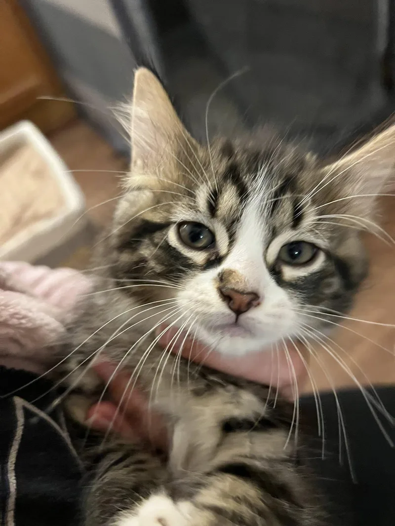 A baby medium-sized male Tabby (Brown / Chocolate) Domestic Short Hair cat named Magnolia for adoption in Findlay, OH
