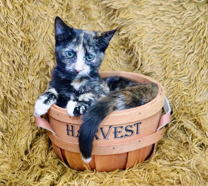 A baby medium-sized female Tortoiseshell cat named Cookie for adoption in Saint Augustine, FL