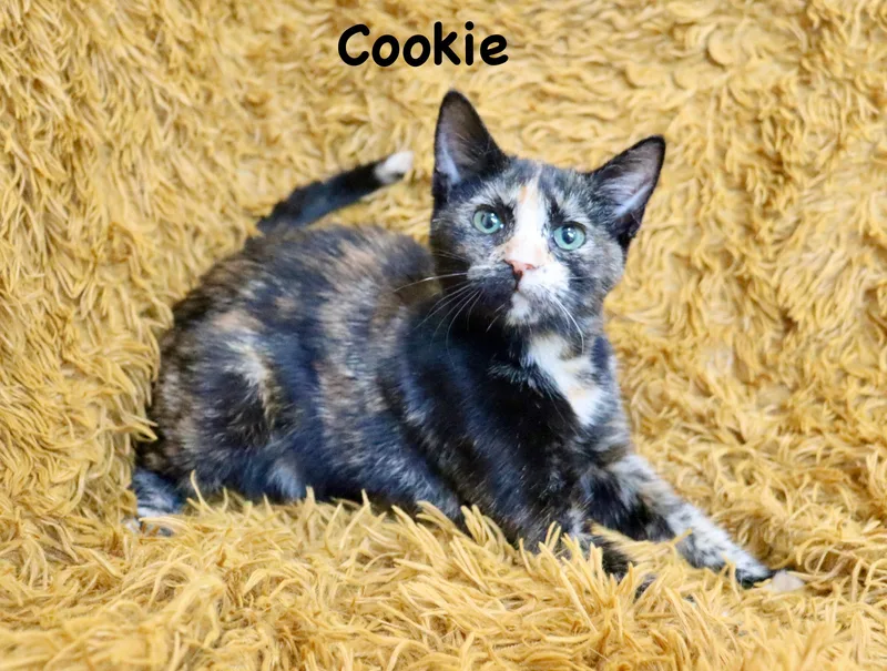Cookie thumbnail 2