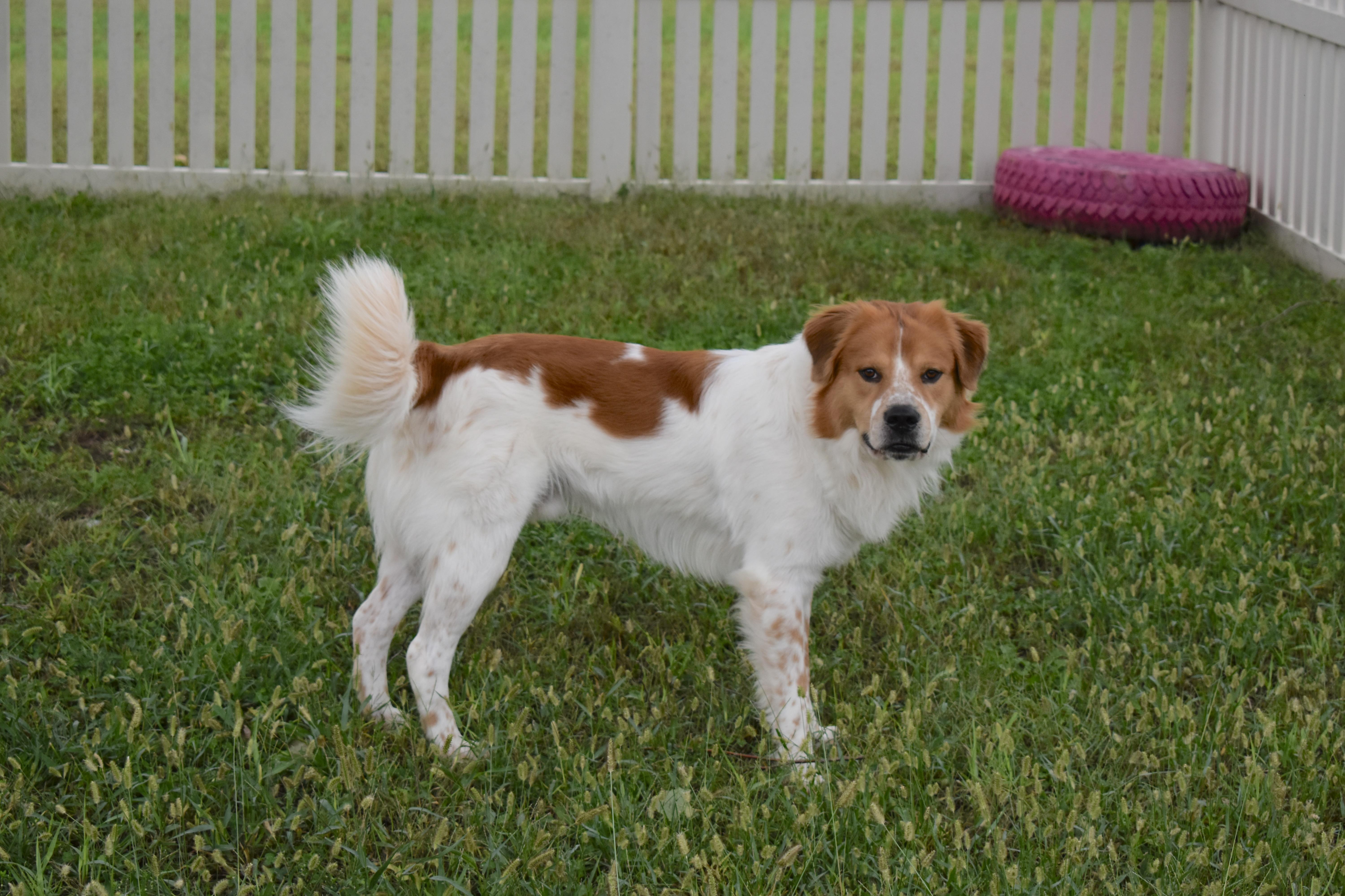 A young large-sized male Great Pyrenees dog named Speckle Sprout for adoption in Auburn, NE