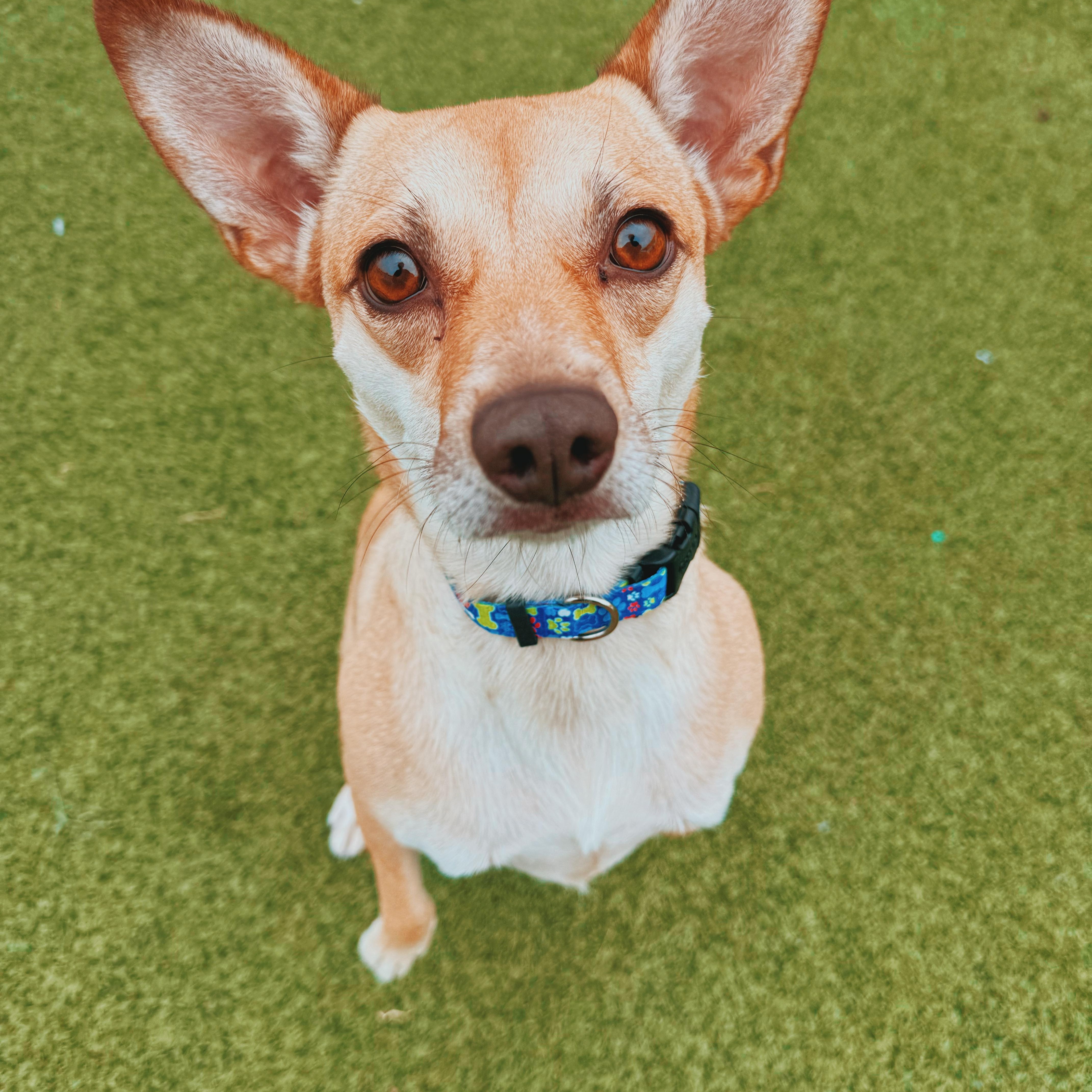 An adult small-sized female Yellow / Tan / Blond / Fawn Chihuahua dog named Sunflower for adoption in Hays, KS
