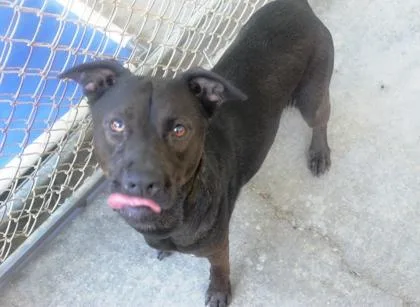 A young medium-sized female Labrador Retriever dog named Medusa for adoption in Picayune, MS