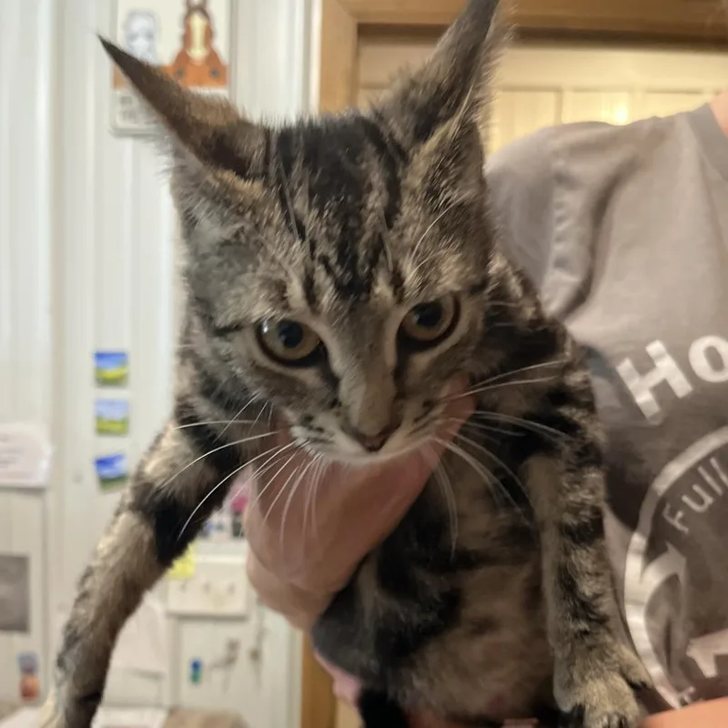 A baby small-sized female Gray / Blue / Silver Domestic Short Hair cat named Stingray for adoption in Hohenwald, TN