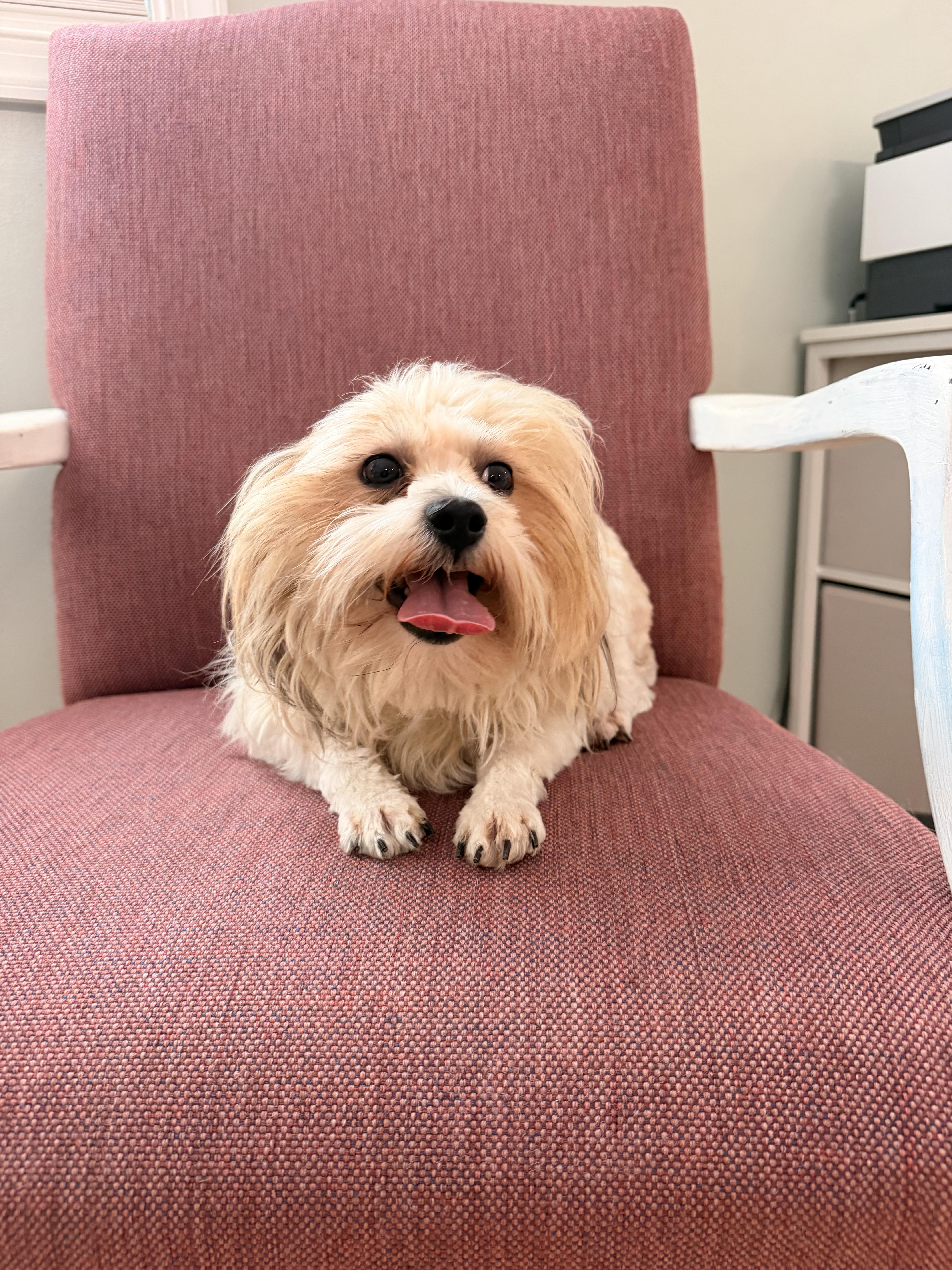 A young small-sized male Shih Tzu dog named Stitch for adoption in Suffolk, VA